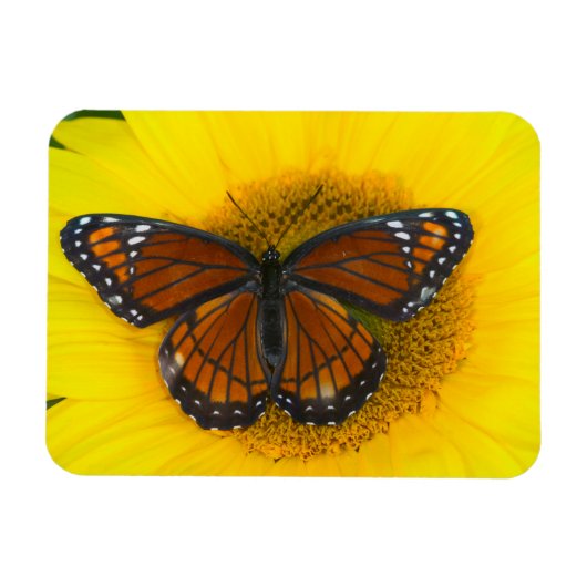 Magnet Flexible Un papillon vice-roi | Limenitis Archippus (Horizontal)
