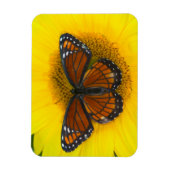 Magnet Flexible Un papillon vice-roi | Limenitis Archippus (Vertical)