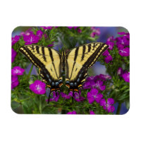 Un papillon vice-roi sur des fleurs rose foncé