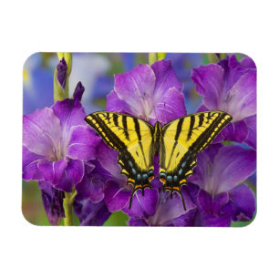 Magnet Flexible Un papillon Viceroy sur des glands mauves