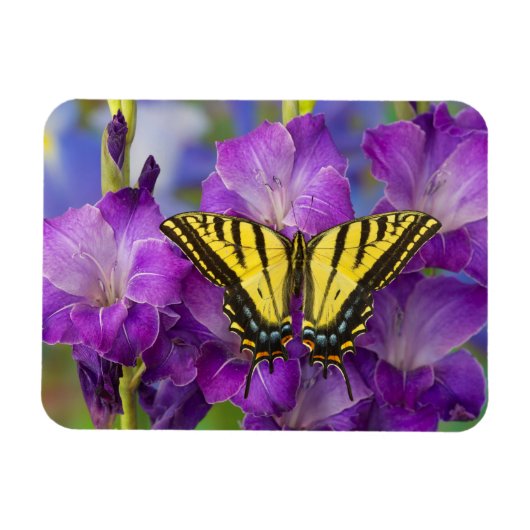 Magnet Flexible Un papillon Viceroy sur des glands mauves (Horizontal)