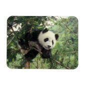 Magnet Flexible Un petit panda géant grimpe à un arbre, Wolong Val (Horizontal)