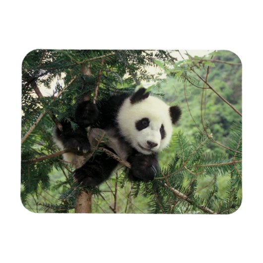 Magnet Flexible Un petit panda géant grimpe à un arbre, Wolong Val (Horizontal)