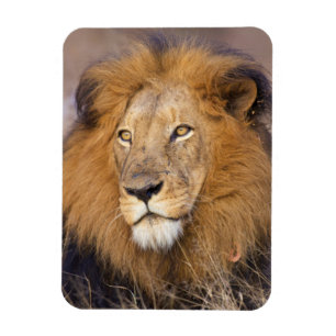 Magnet Flexible Un portrait d'un Lion regardant au loin