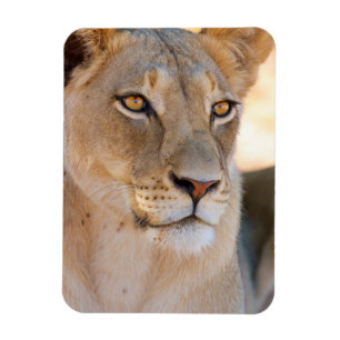 Magnet Flexible Un portrait d'une lionne regardant au loin