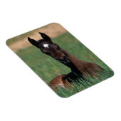 Magnet Flexible Un poulain arabe qui s'est abattu (Côté Droit)