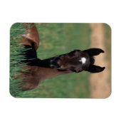 Magnet Flexible Un poulain arabe qui s'est abattu (Horizontal)