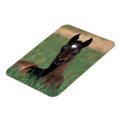 Magnet Flexible Un poulain arabe qui s'est abattu (Côté Gauche)