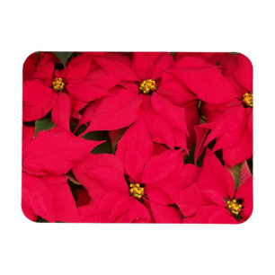 Magnet Flexible Un tas de Poinsettias de Noël aux couleurs vives