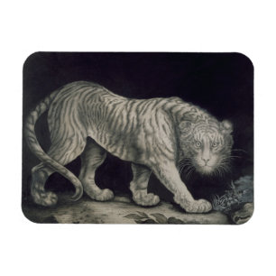 Magnet Flexible Un tigre de vagabondage (crayon sur le papier)