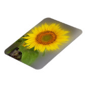 Magnet Flexible un tournesol brillant (Côté Gauche)