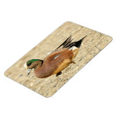 Magnet Flexible Un Wigeon américain sur la plage (Côté Gauche)