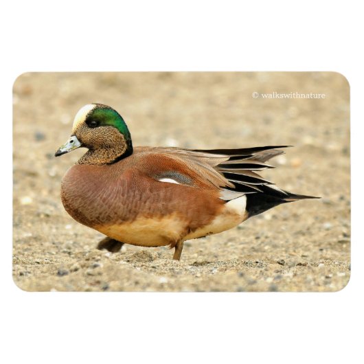 Magnet Flexible Un Wigeon américain sur la plage (Horizontal)