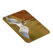 Magnet Flexible Une aigrette garzette (Bubulcus Ibis) descend (Côté Droit)