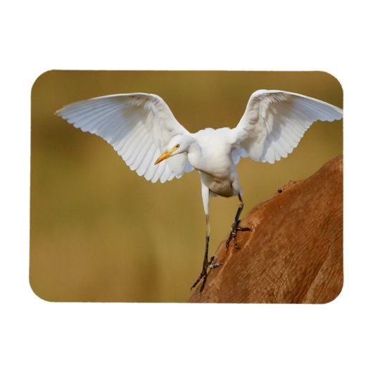 Magnet Flexible Une aigrette garzette (Bubulcus Ibis) descend (Horizontal)