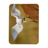 Magnet Flexible Une aigrette garzette (Bubulcus Ibis) descend (Vertical)