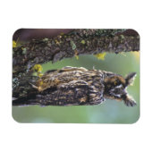 Magnet Flexible Une chouette effraie perchée sur une branche d'arb (Horizontal)