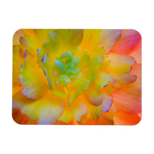 Magnet Flexible Une fleur de begonia lumineuse, éclairée par l'arr