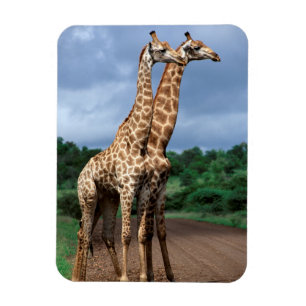 Magnet Flexible Une paire de girafes sur la route, Kruger National