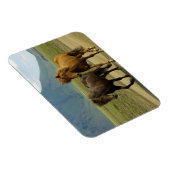 Magnet Flexible Une paire de poneys islandais Brown (Côté Droit)