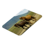 Magnet Flexible Une paire de poneys islandais Brown (Côté Gauche)