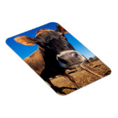 Magnet Flexible Une vache jersey curieuse (Côté Droit)