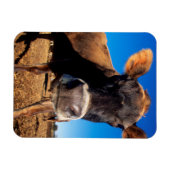 Magnet Flexible Une vache jersey curieuse (Horizontal)