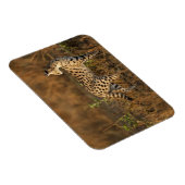 Magnet Flexible Upper Mara, Masai Mara Game Reserve, Kenya, (Côté Droit)