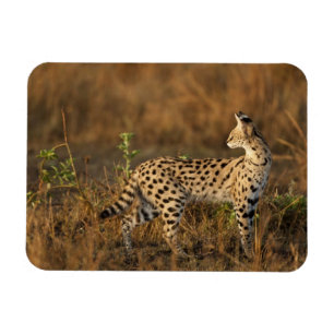 Magnet Flexible Upper Mara, réserve de gibier Masai Mara, Kenya,