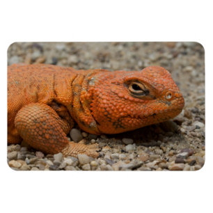 Magnet Flexible Uromastyx geyri