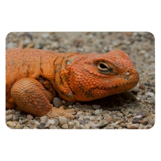 Magnet Flexible Uromastyx geyri (Horizontal)