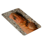 Magnet Flexible Uromastyx geyri (Côté Droit)