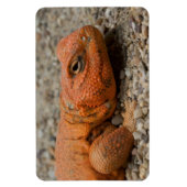 Magnet Flexible Uromastyx geyri (Vertical)