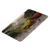 Magnet Flexible Uromastyx geyri (Côté Gauche)