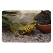 Magnet Flexible Uromastyx geyri (Horizontal)