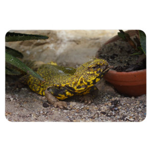 Magnet Flexible Uromastyx geyri