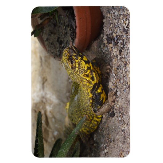Magnet Flexible Uromastyx geyri (Vertical)