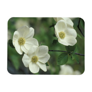 Magnet Flexible USA, Californie, Yosemite NP, le long de Merced