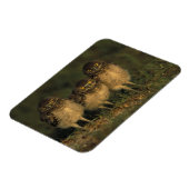 Magnet Flexible USA, Floride, Cap Coral. Trois Chouettes (Côté Gauche)
