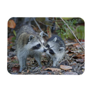 Magnet Flexible USA, Floride, Sanibel, Ding Darling National