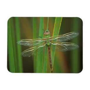 Magnet Flexible USA, Géorgie. Dragonfly vert sur roseaux