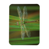 Magnet Flexible USA, Géorgie. Dragonfly vert sur roseaux (Vertical)