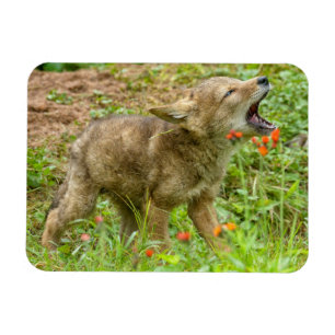 Magnet Flexible USA, Minnesota, Sandstone, Minnesota Wildlife