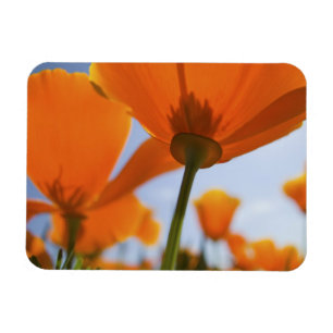 Magnet Flexible USA, Oregon, Willamette Valley, Close UP of 2