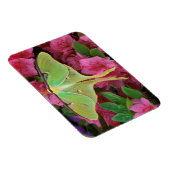 Magnet Flexible USA, Pennsylvanie. Luna moth sur clematis rose (Côté Droit)