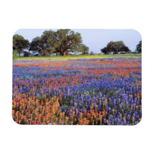 Magnet Flexible USA, Texas, Llano. Bluebonnets et redbonnets
