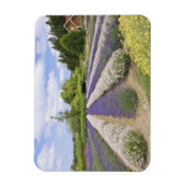 Magnet Flexible USA, WA, Sequim, Purple Haze Lavender Farm (Vertical)