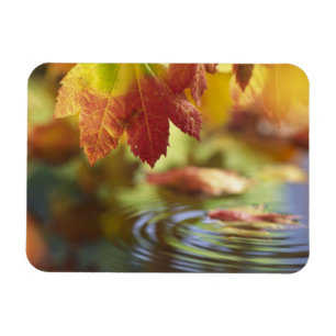 Magnet Flexible USA, Washington, Bellingham, Gros plan de l'automn