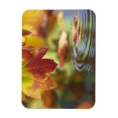 Magnet Flexible USA, Washington, Bellingham, Gros plan de l'automn (Vertical)