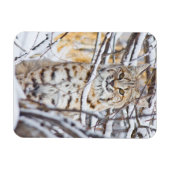 Magnet Flexible USA, Wyoming, Bobcat (Horizontal)